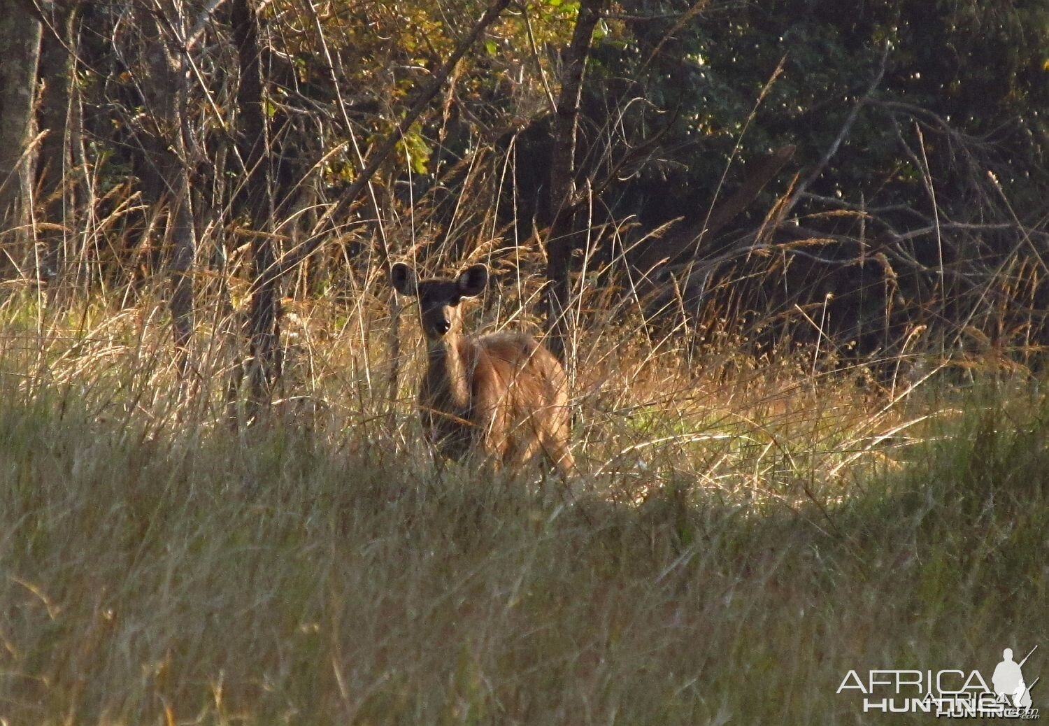 Forest Sitatunga female