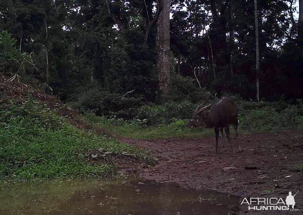 Forest Sitatunga Trail Cam Congo