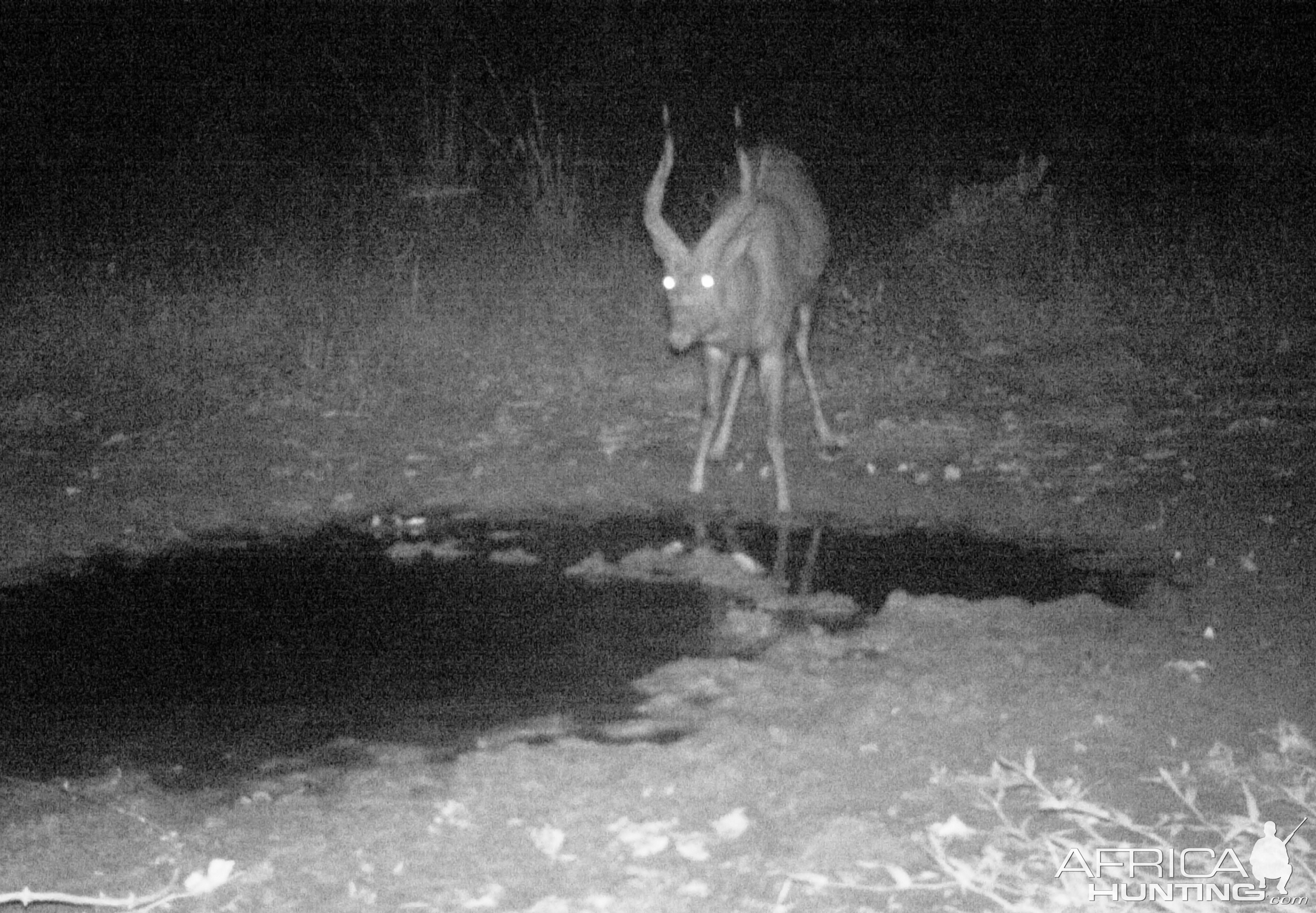 Forest Sitatunga Trail Cam Congo