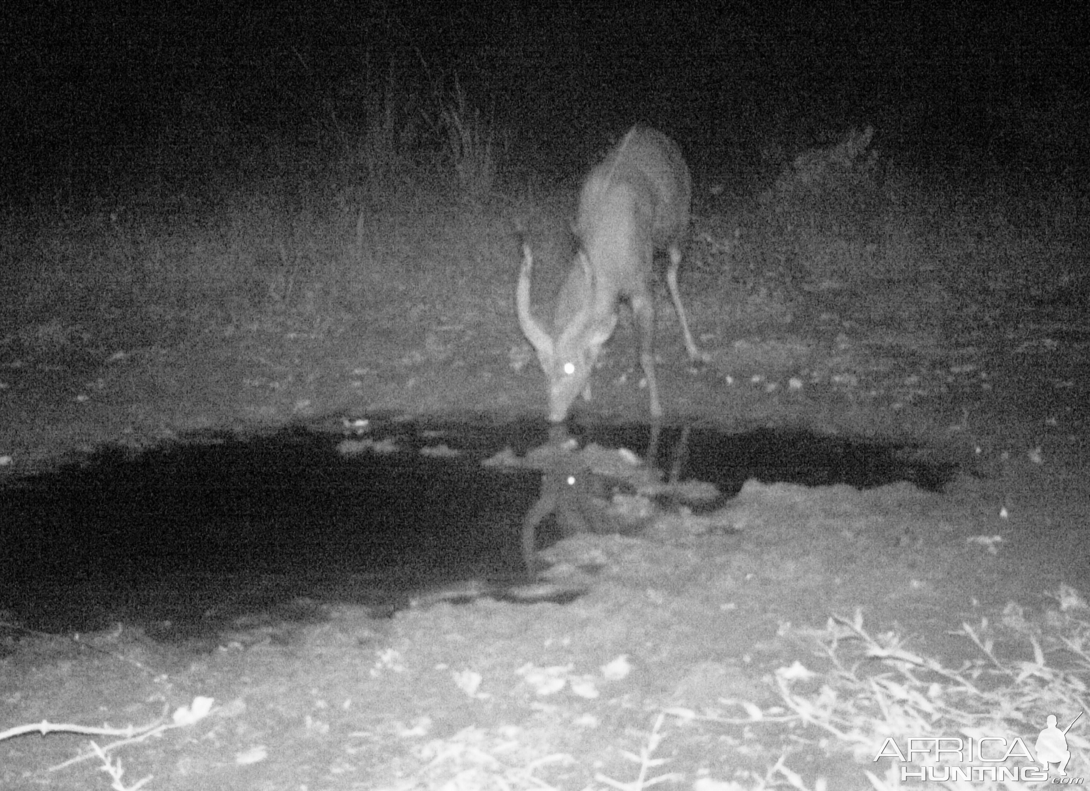 Forest Sitatunga Trail Cam Congo