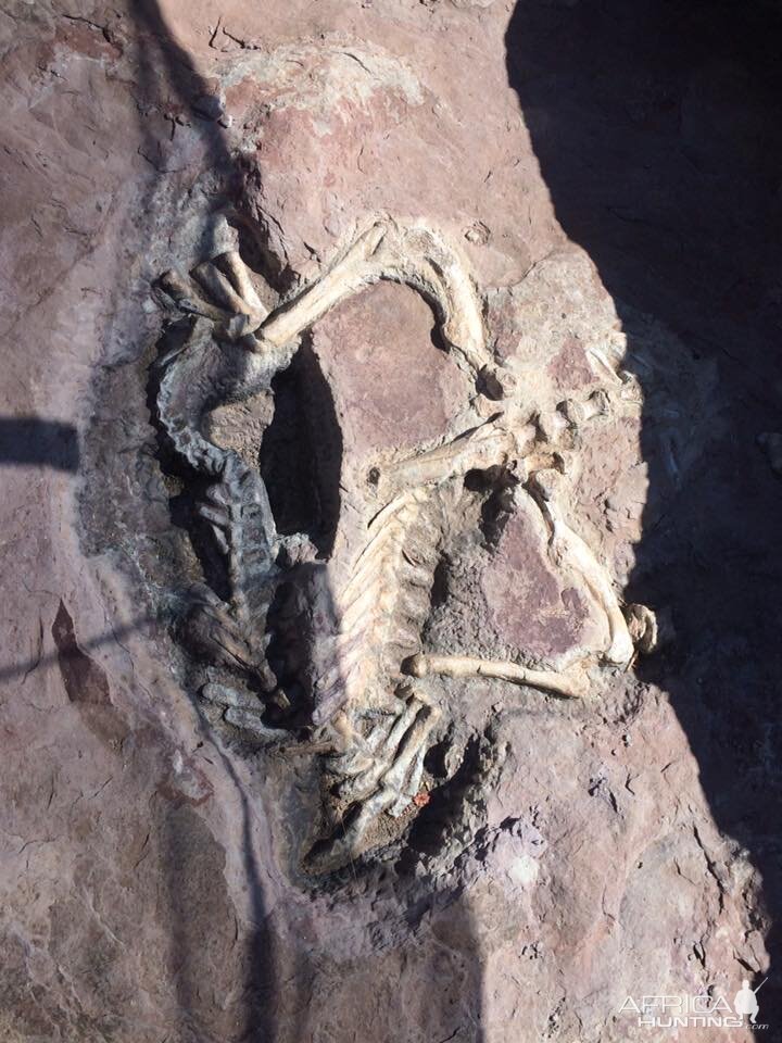 Fossilized skeleton Zimbabwe