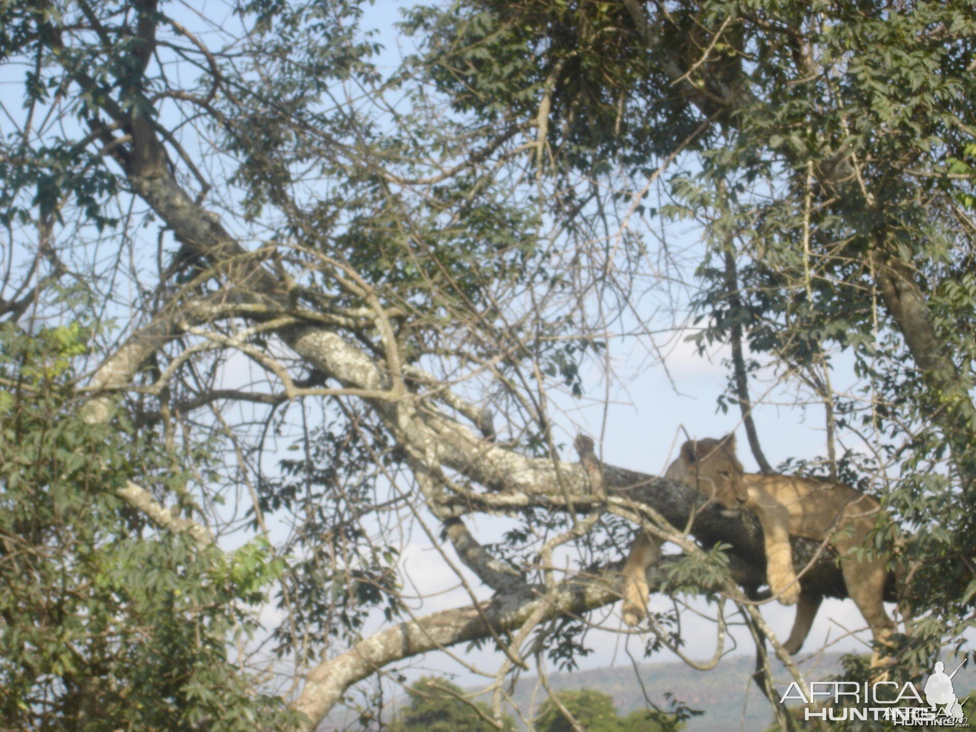 Found this cat resting on my last trip to Kenya