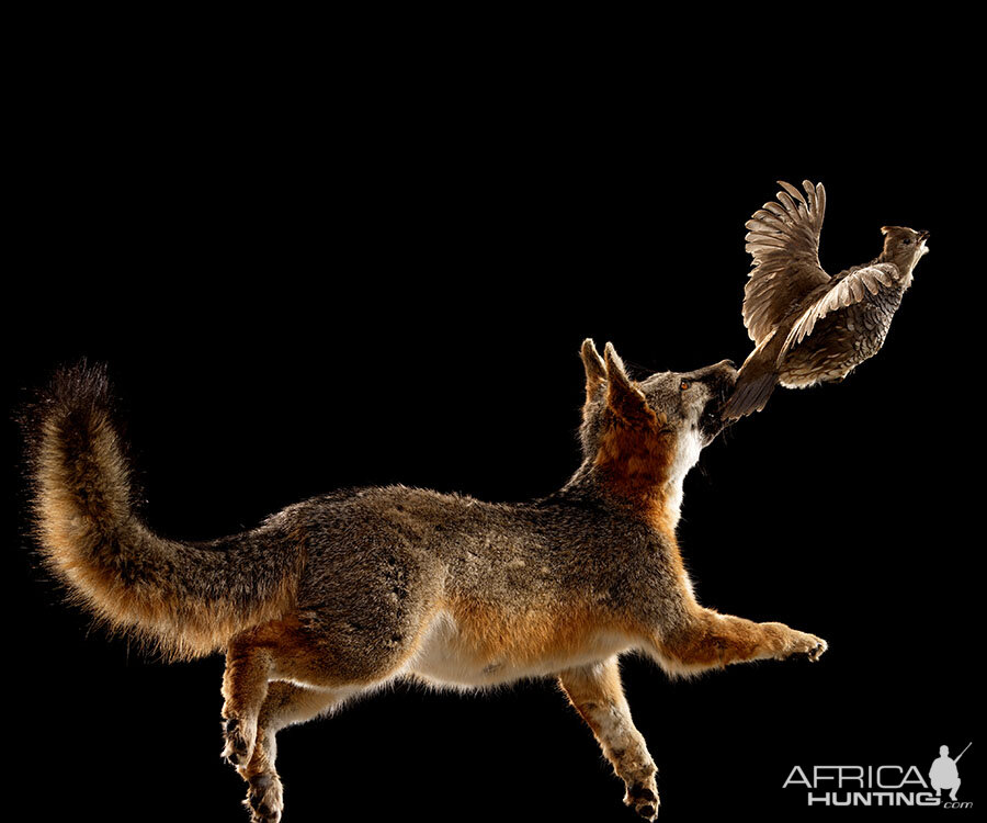 Fox Full Mount Taxidermy