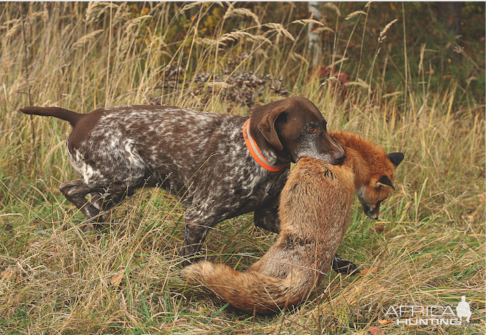 Fox Hunt Germany