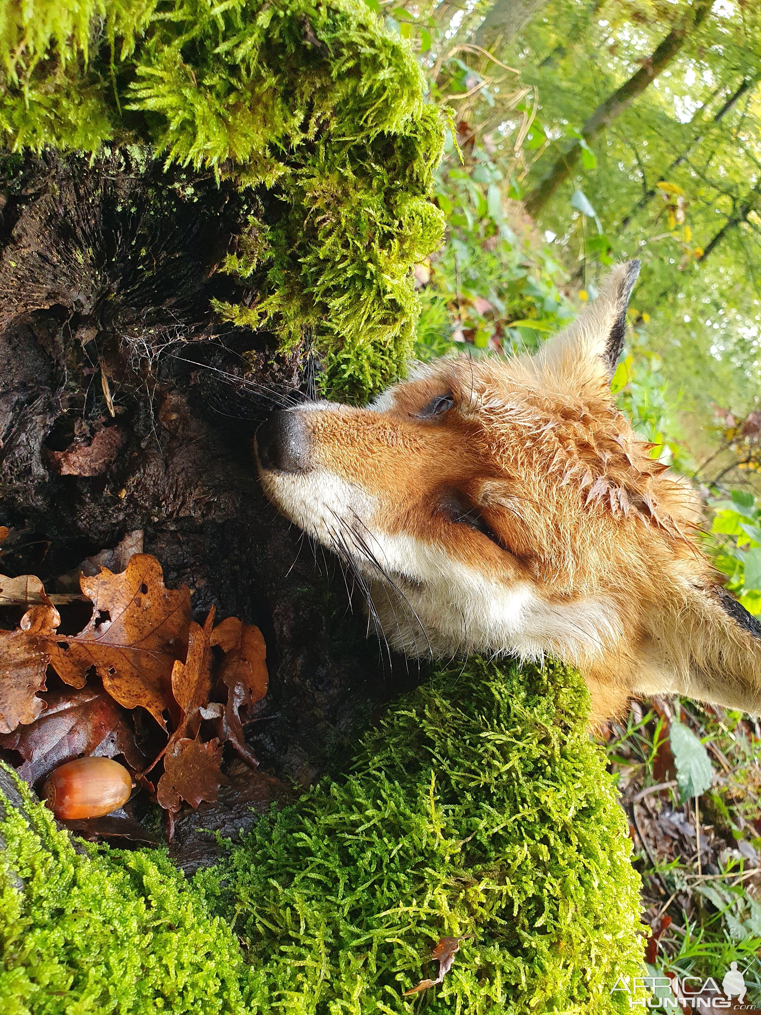 Fox Hunt Germany