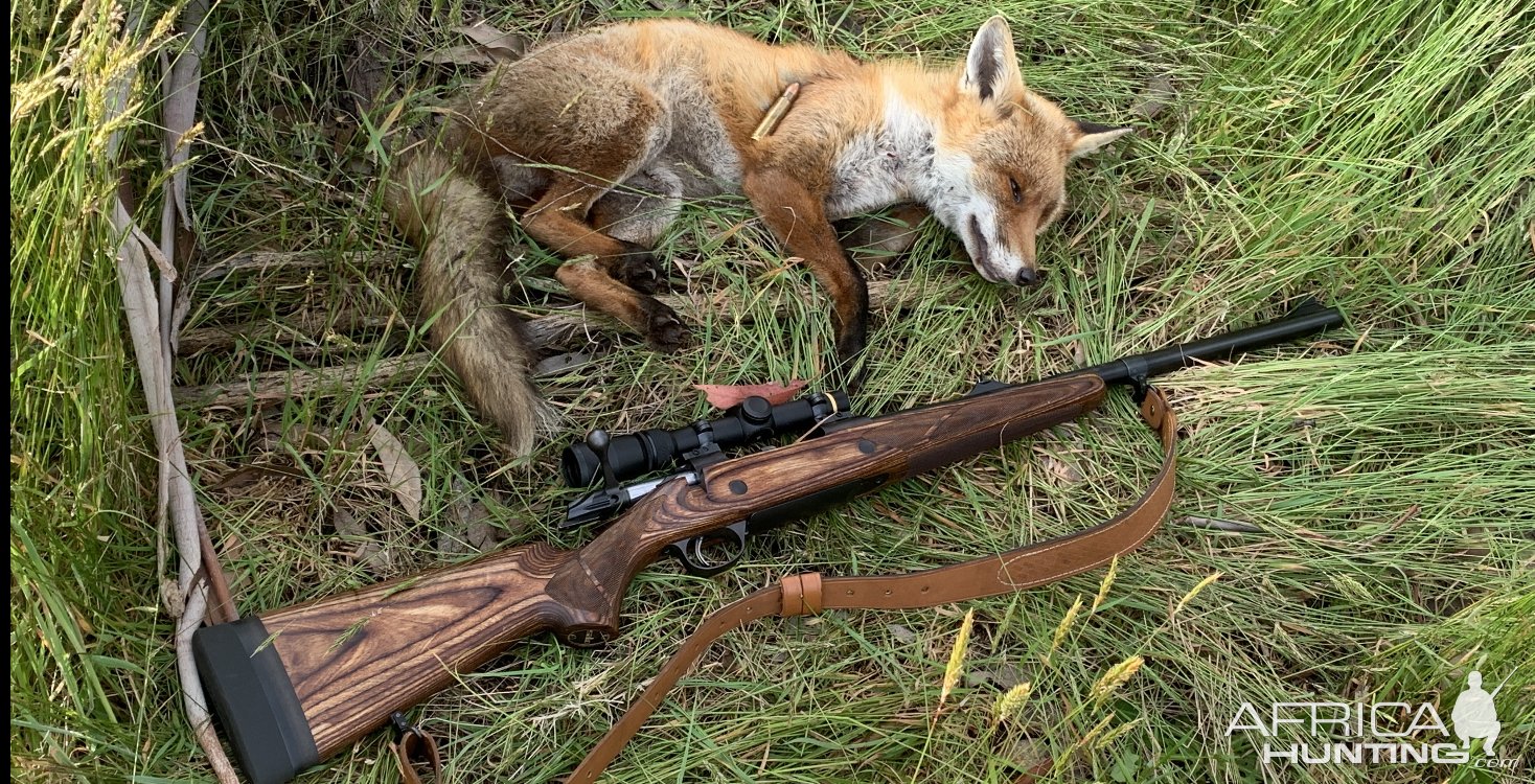 Fox Hunt