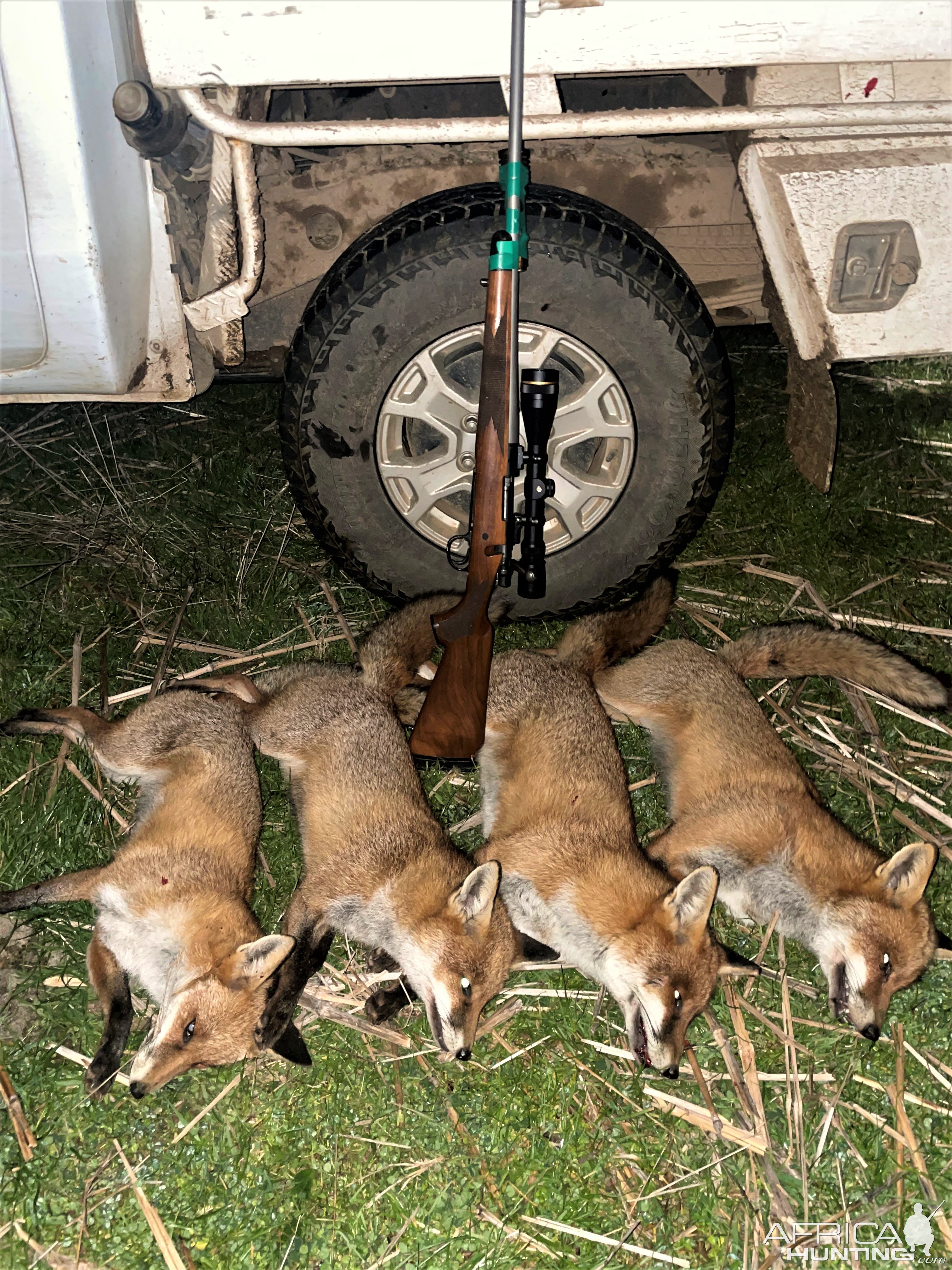 Fox Hunting Australia