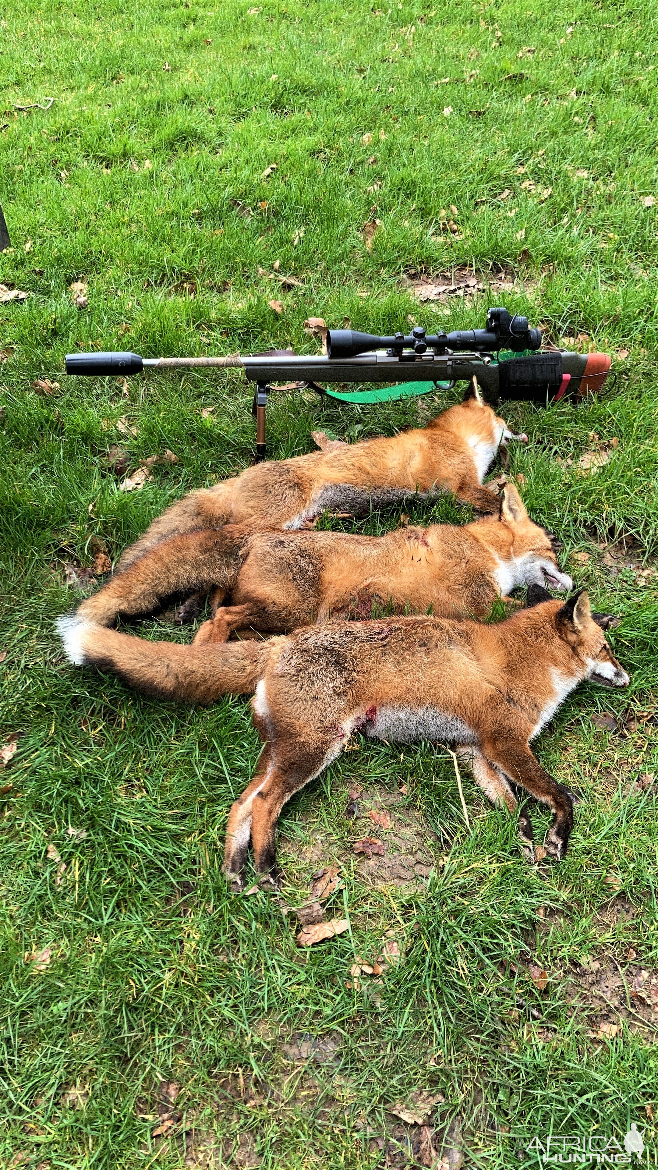 Fox Hunting