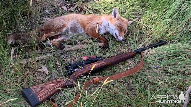 Fox Hunting