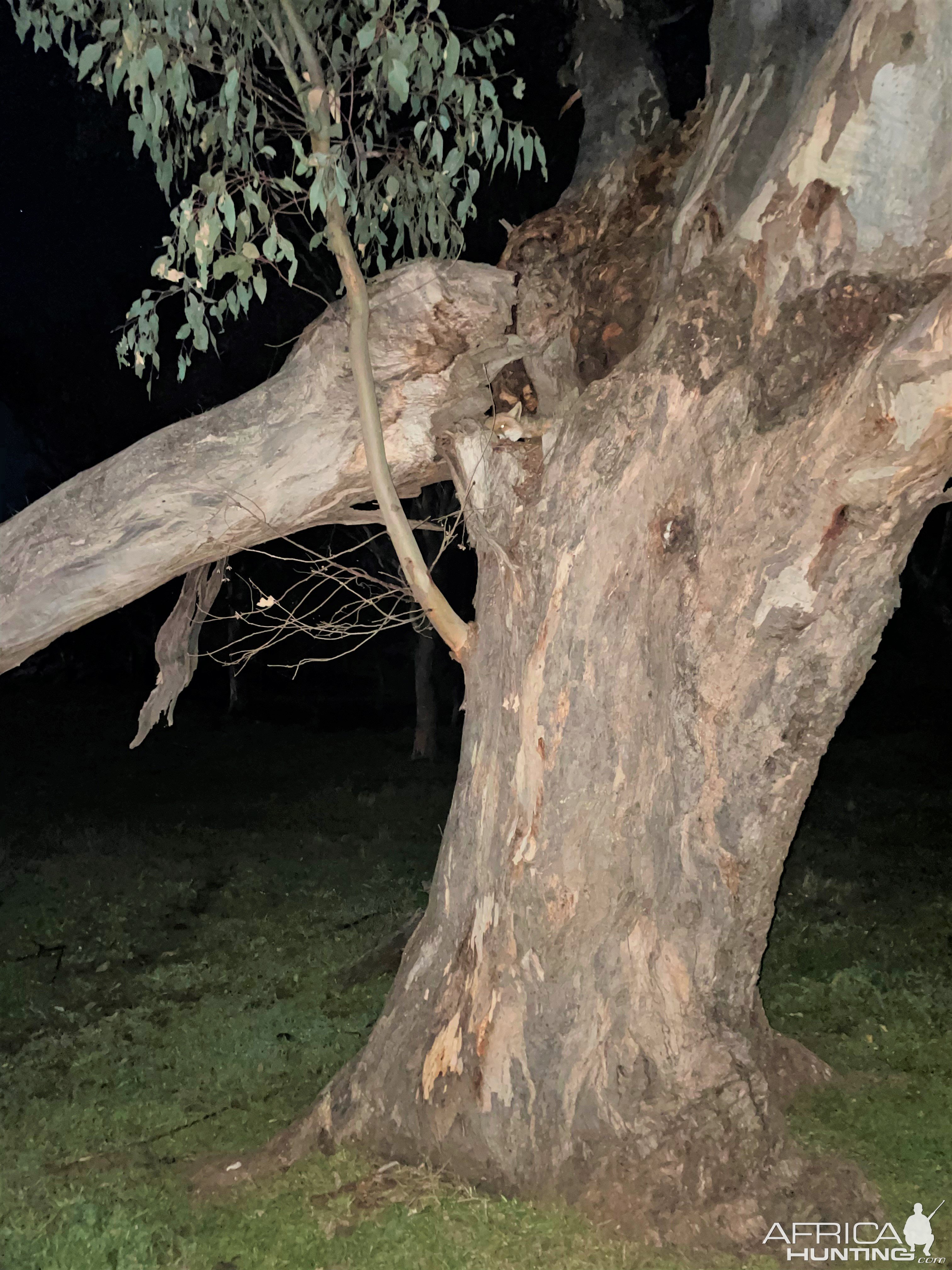 Fox In Tree Australia