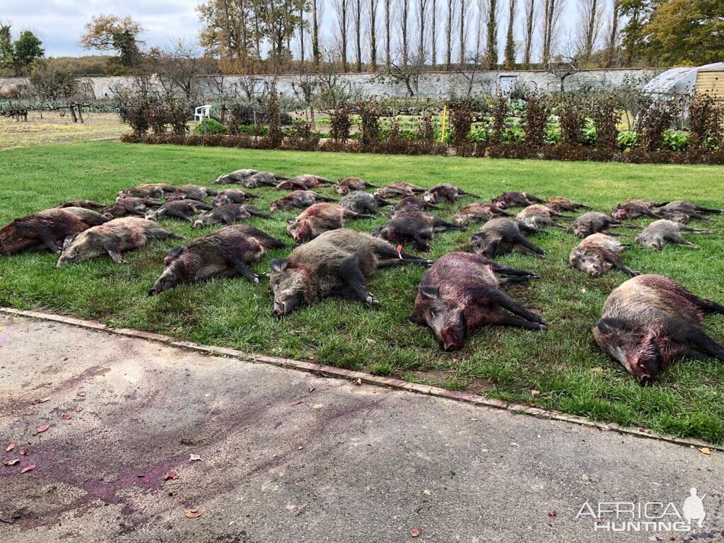 France Driven Wild Boar Hunt