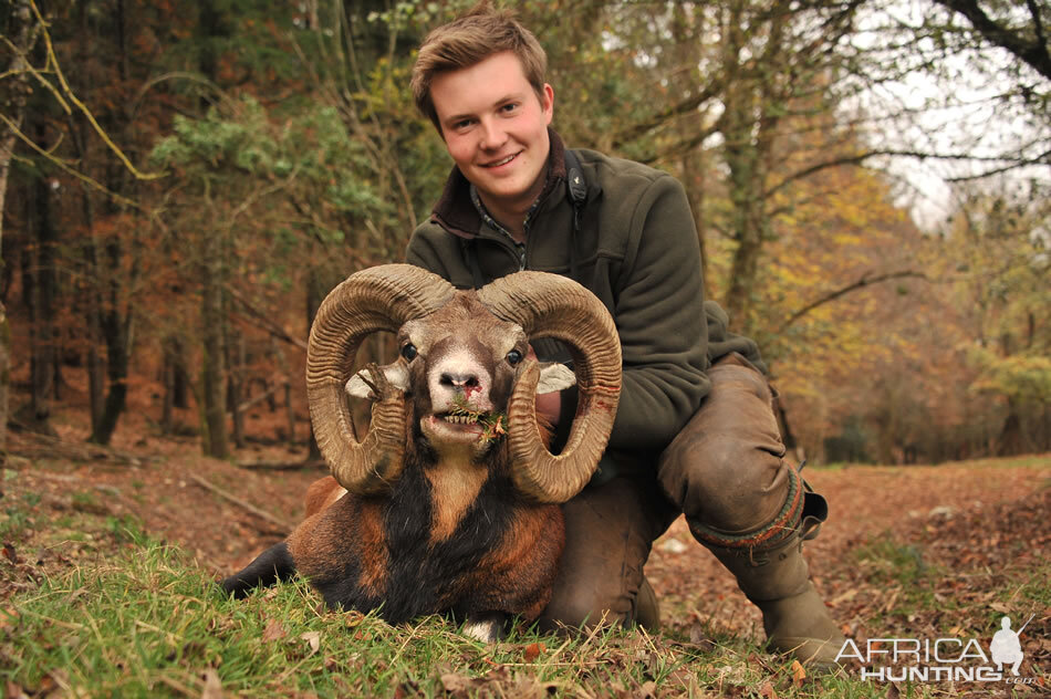 France Hunt Mouflon