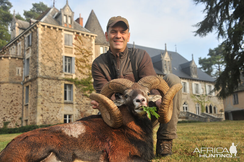 France Hunt Mouflon