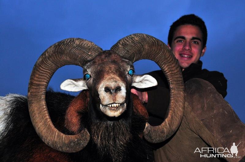 France Hunt Mouflon