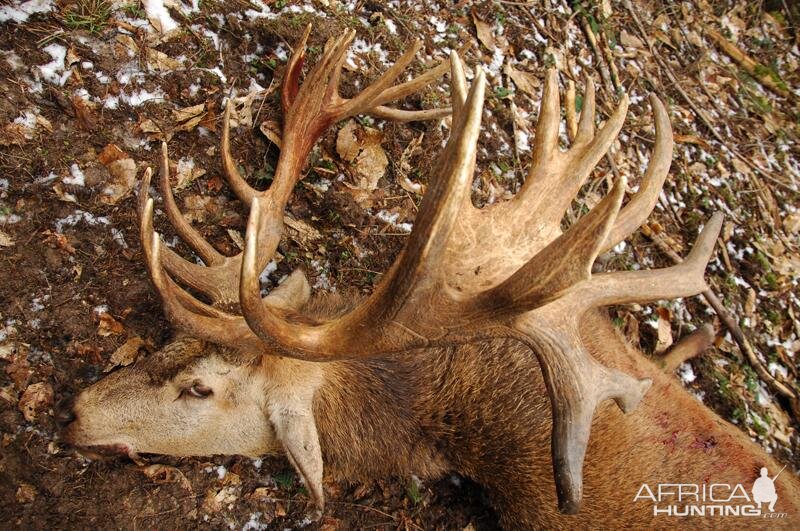 France Hunt Red Stag