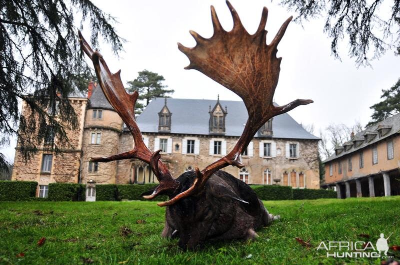 France Hunting Fallow Deer