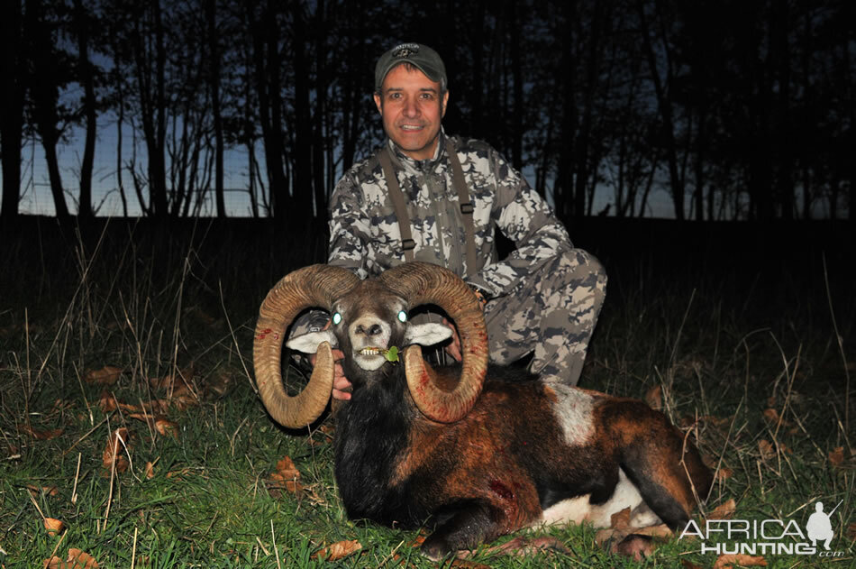 France Hunting Mouflon