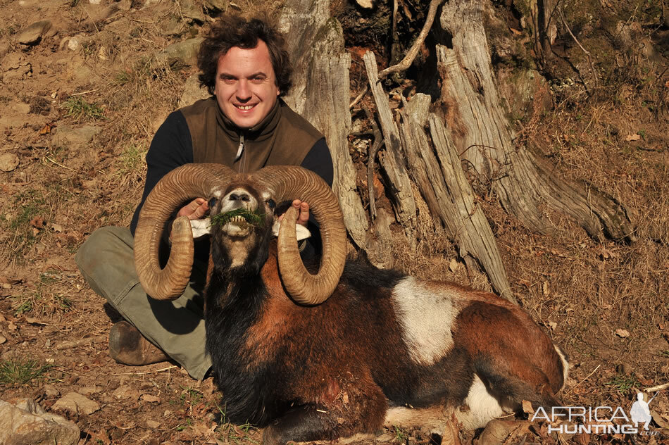 France Hunting Mouflon