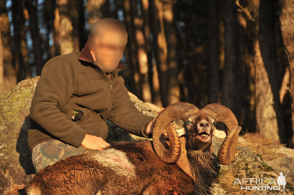 France Hunting Mouflon