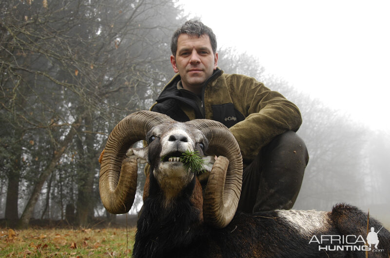 France Hunting Mouflon