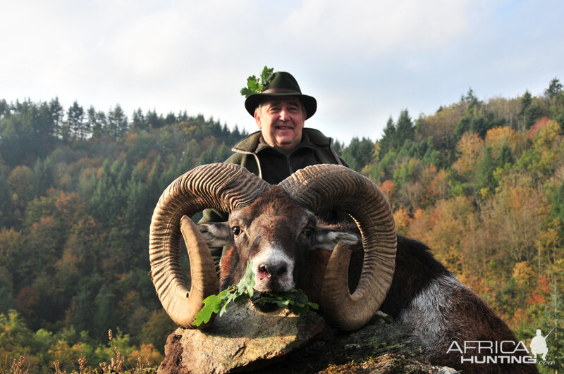 France Hunting Mouflon