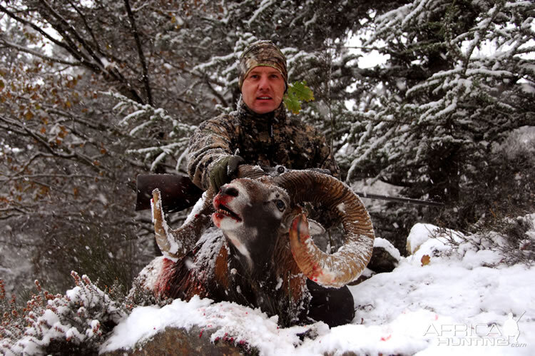 France Hunting Mouflon