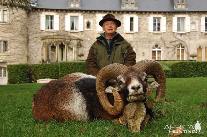 France Hunting Mouflon