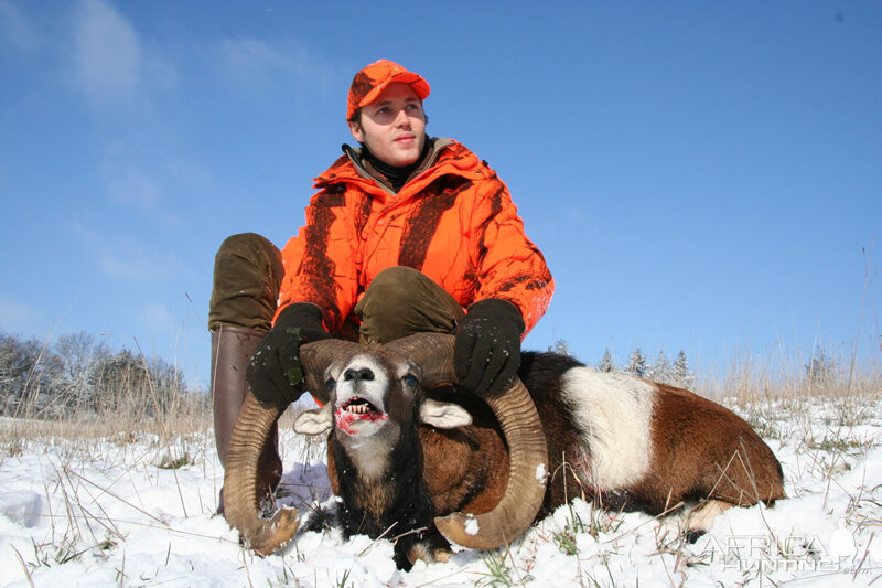 France Hunting Mouflon