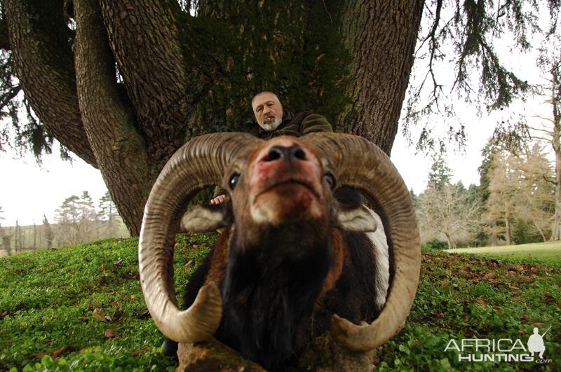 France Hunting Mouflon