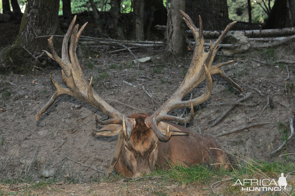 France Hunting Red Stag