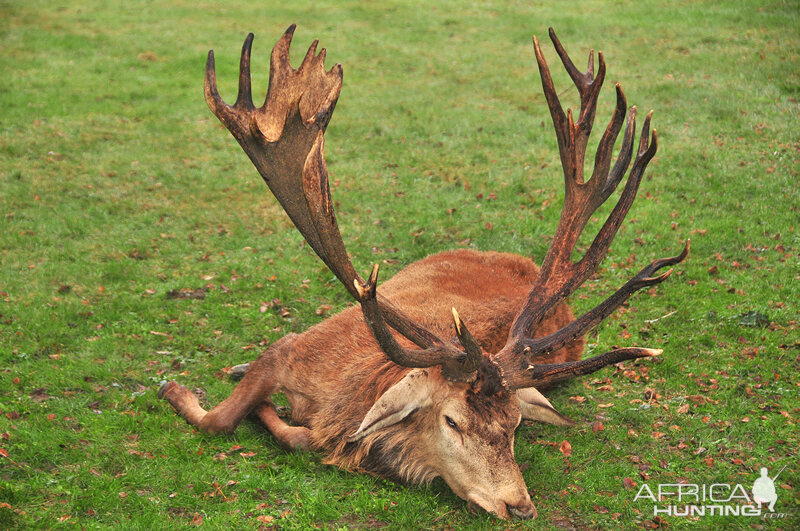 France Hunting Red Stag