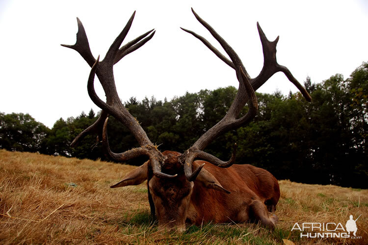 France Hunting Red Stag