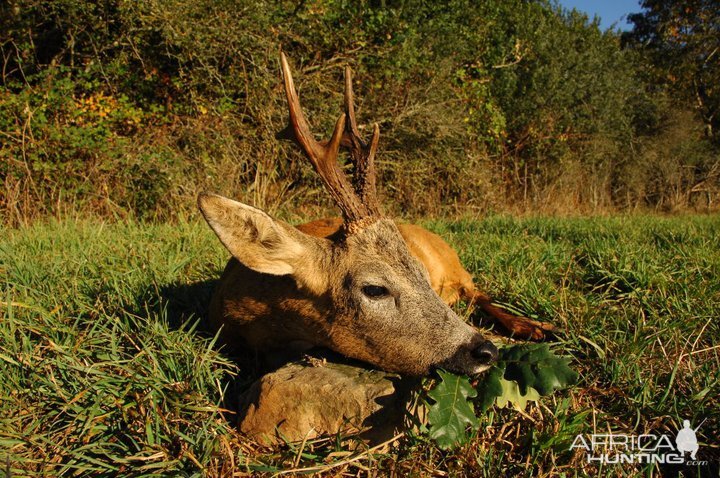 France Hunting Roe Deer