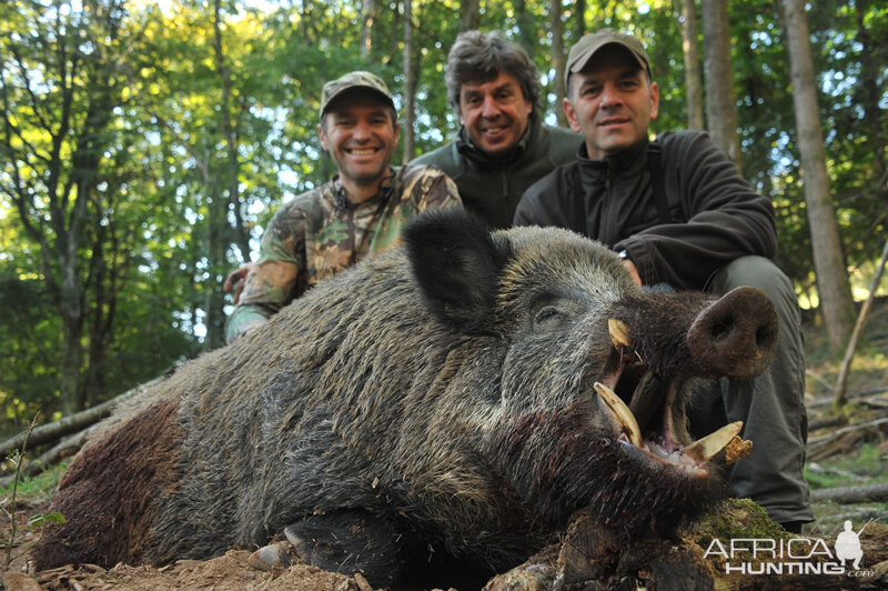 France Hunting Wild Boar