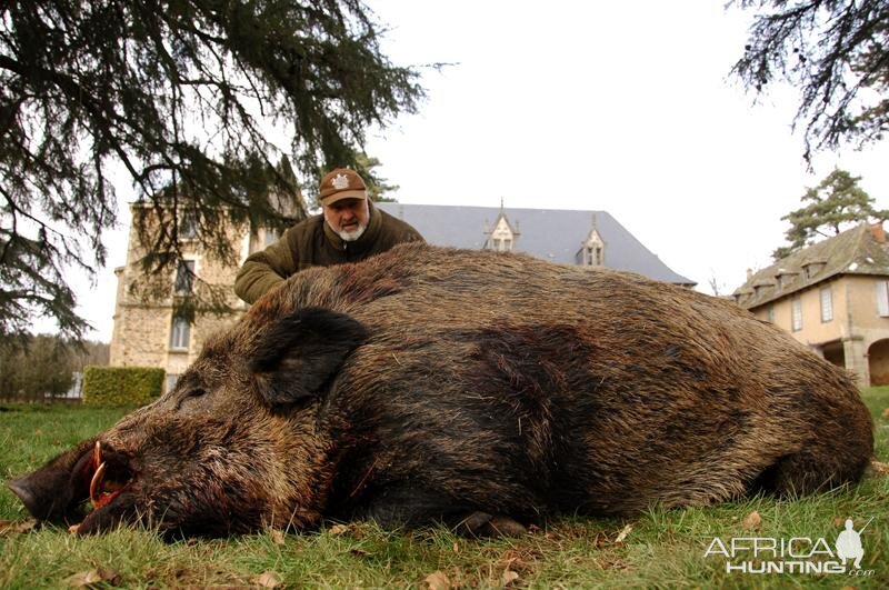 France Hunting Wild Boar