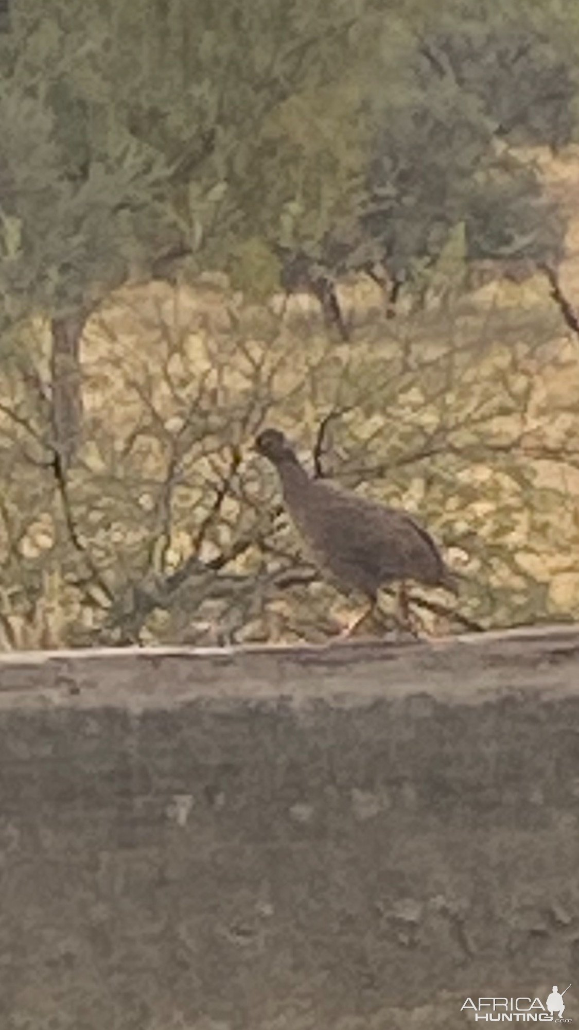 Francolin Grouse Khomas Hochland Namibia April 2024