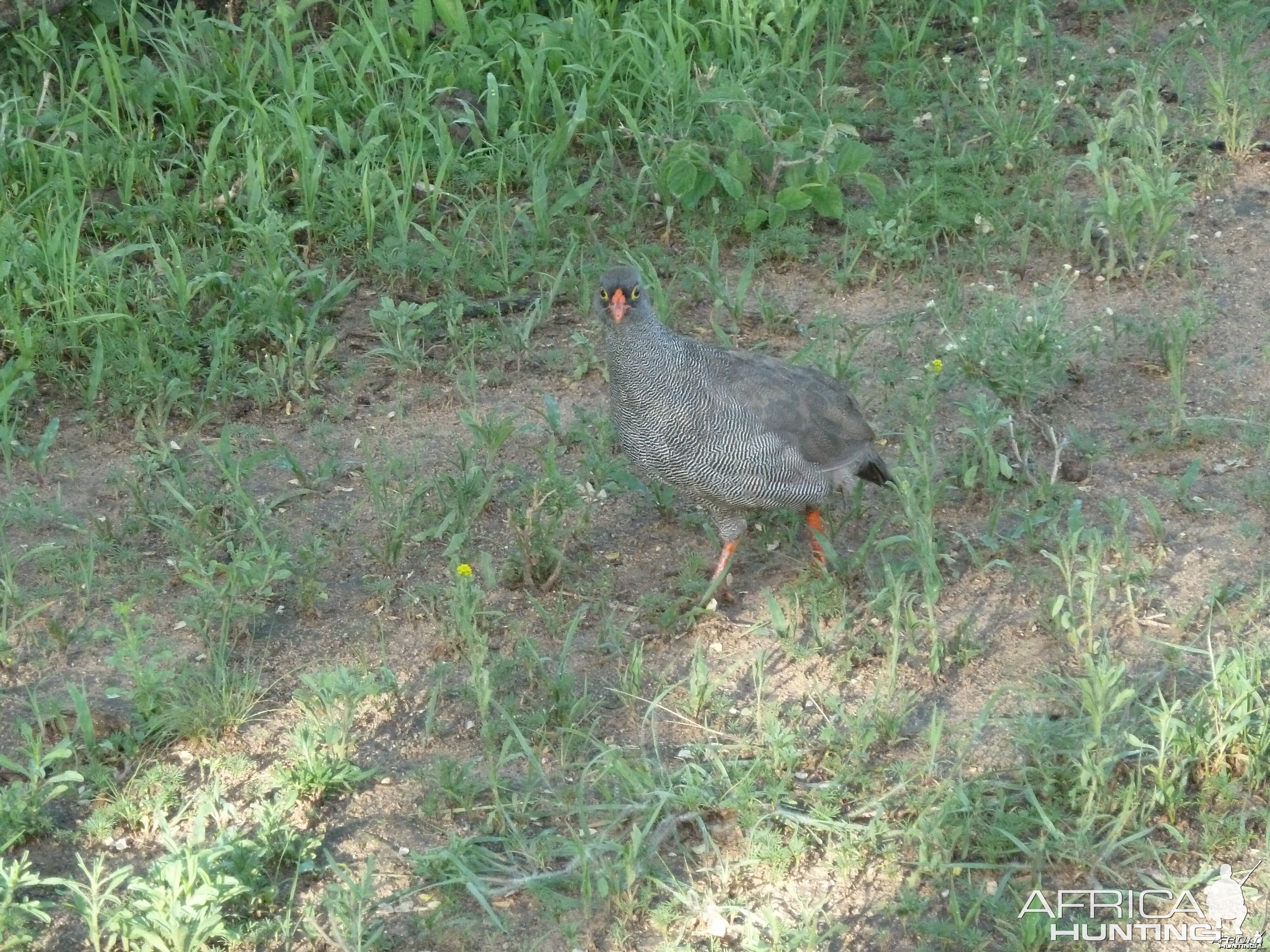 Francolin Namibia