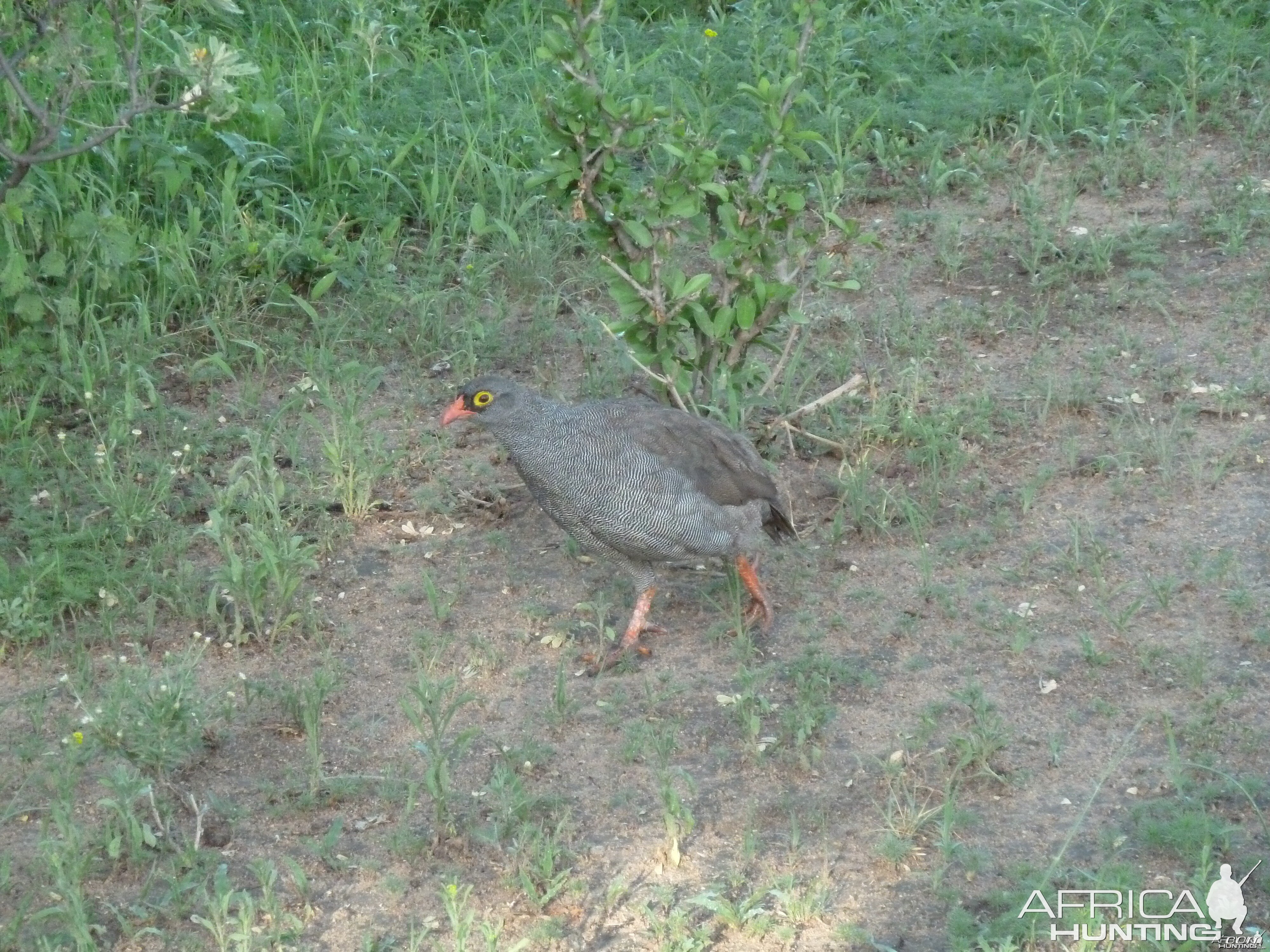 Francolin Namibia