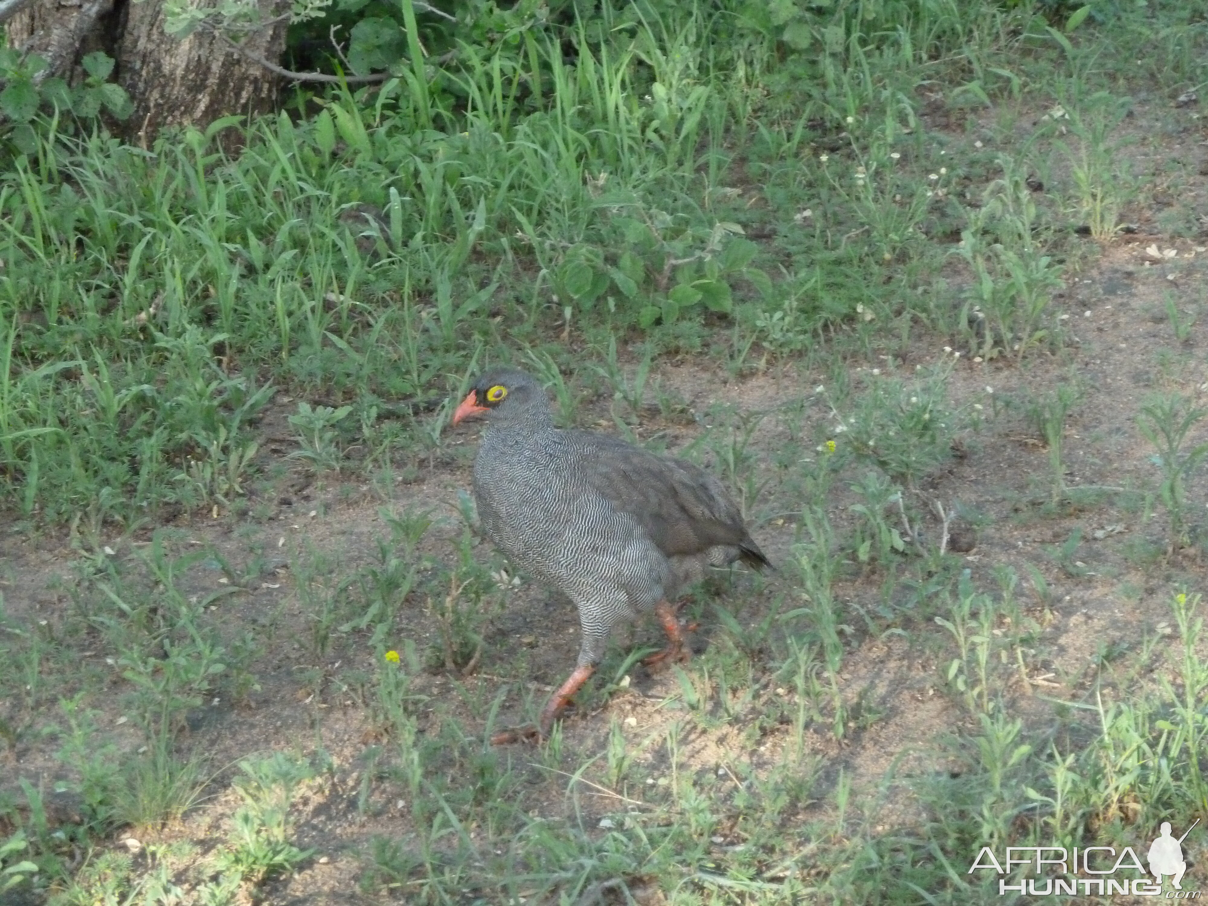 Francolin Namibia