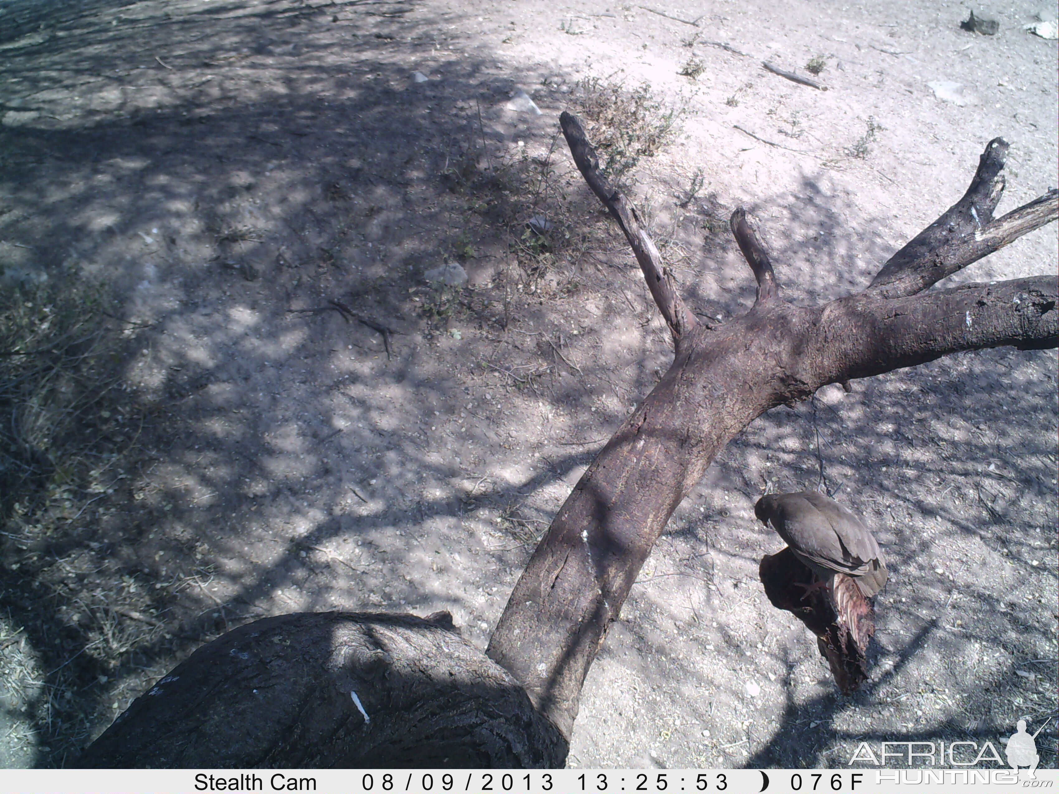 Francolin Trail Camera