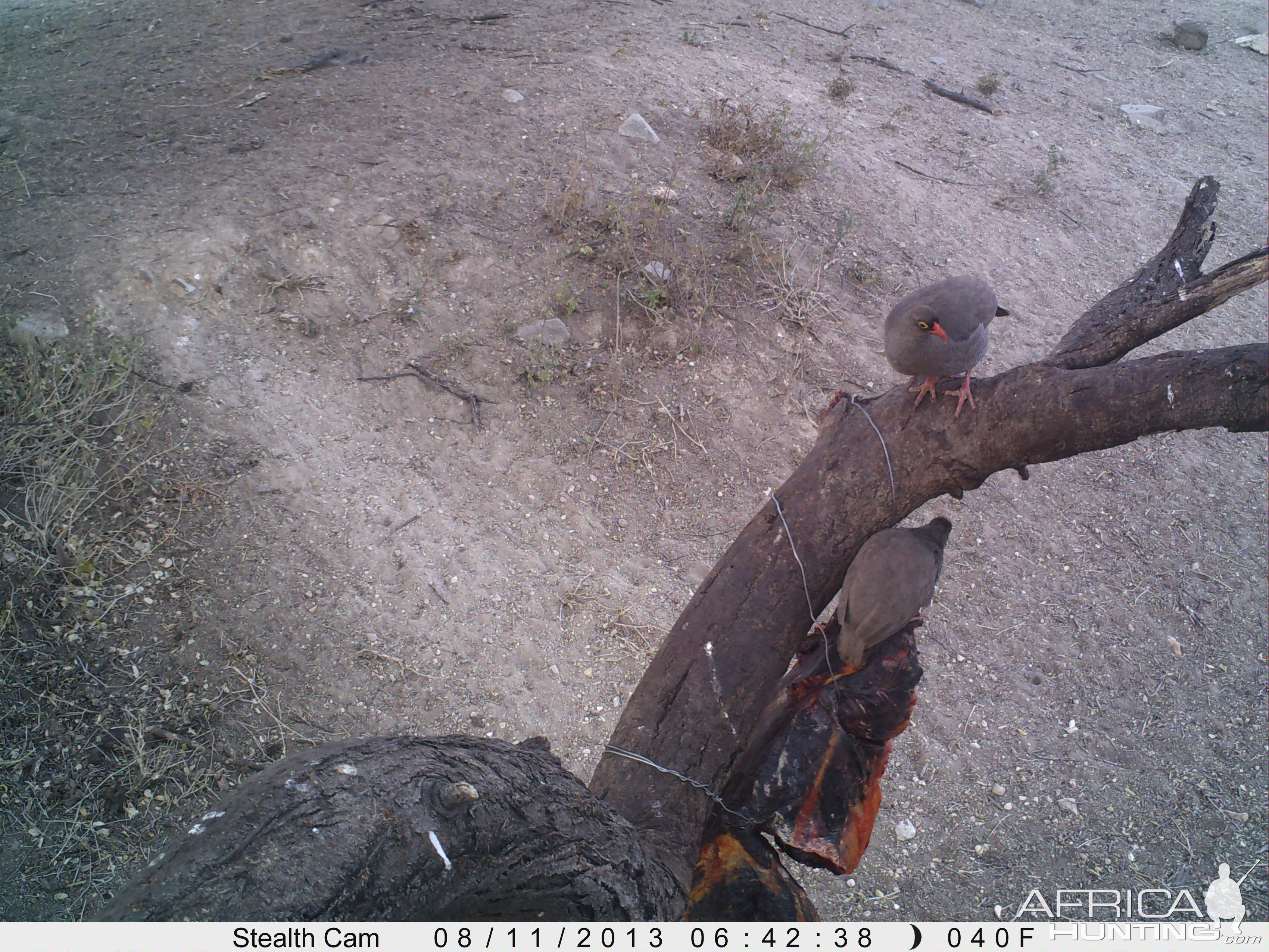 Francolin Trail Camera