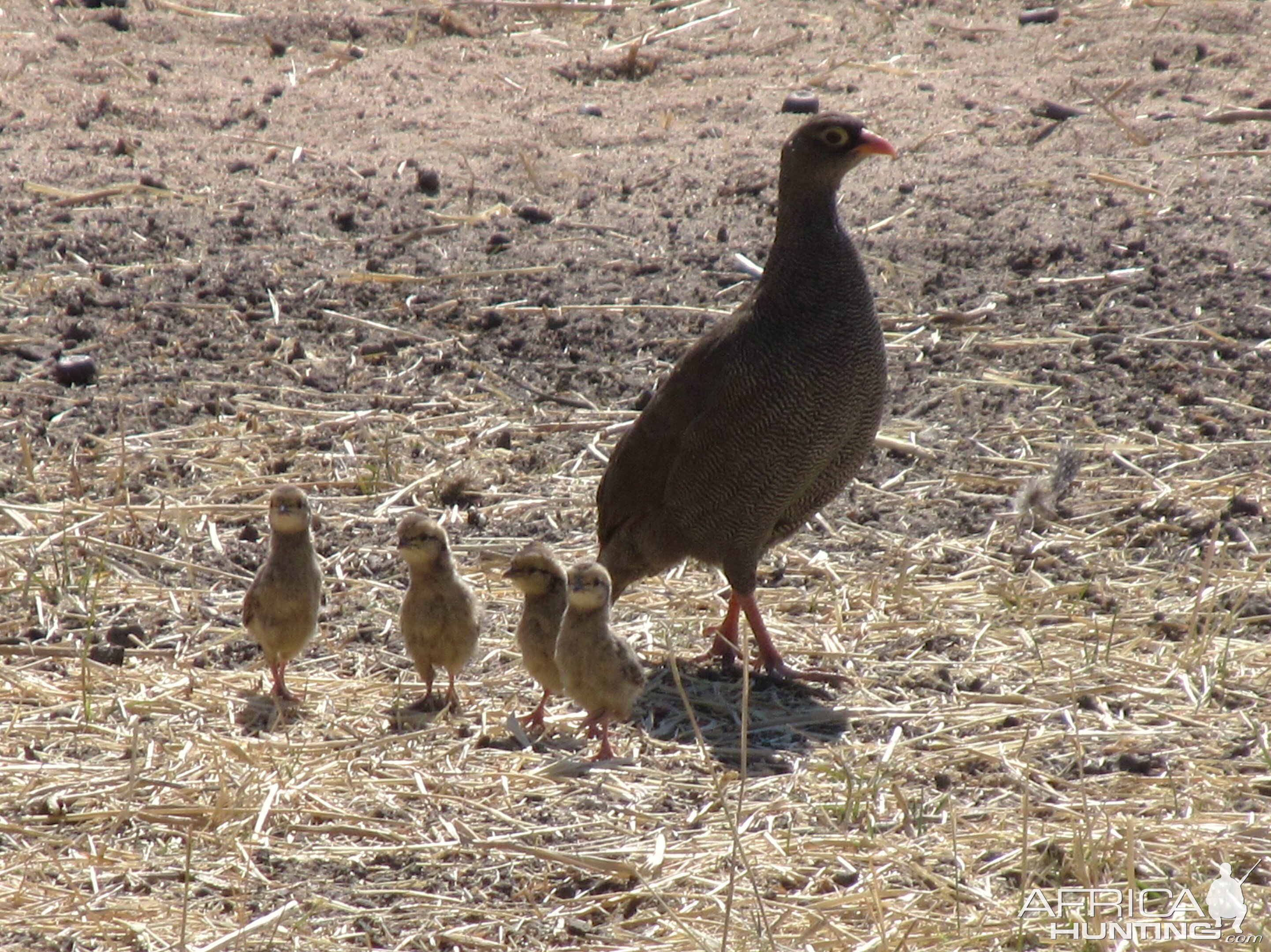 Francolin with chicks Namibia