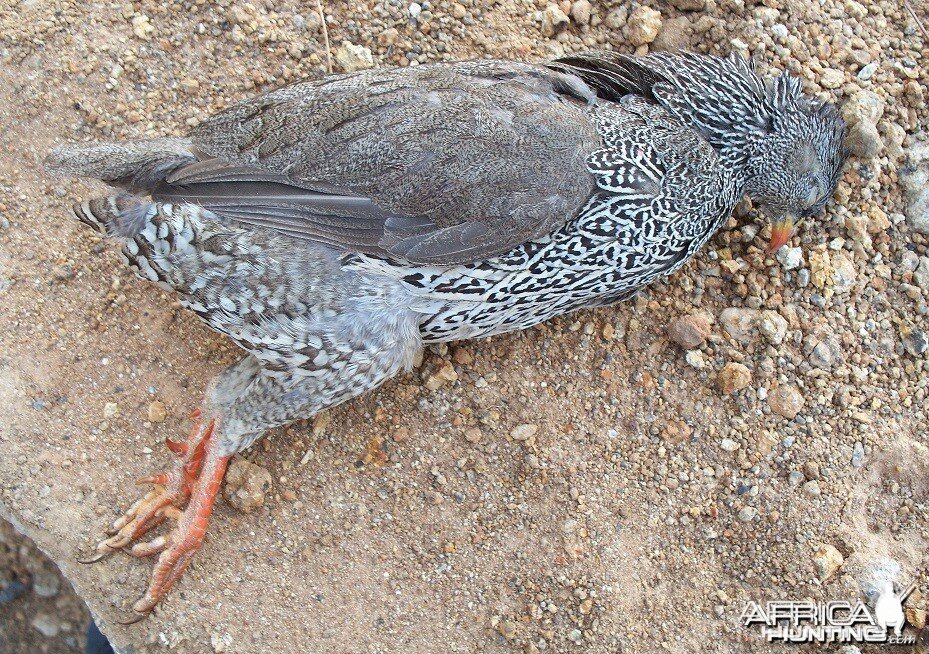 Francolin