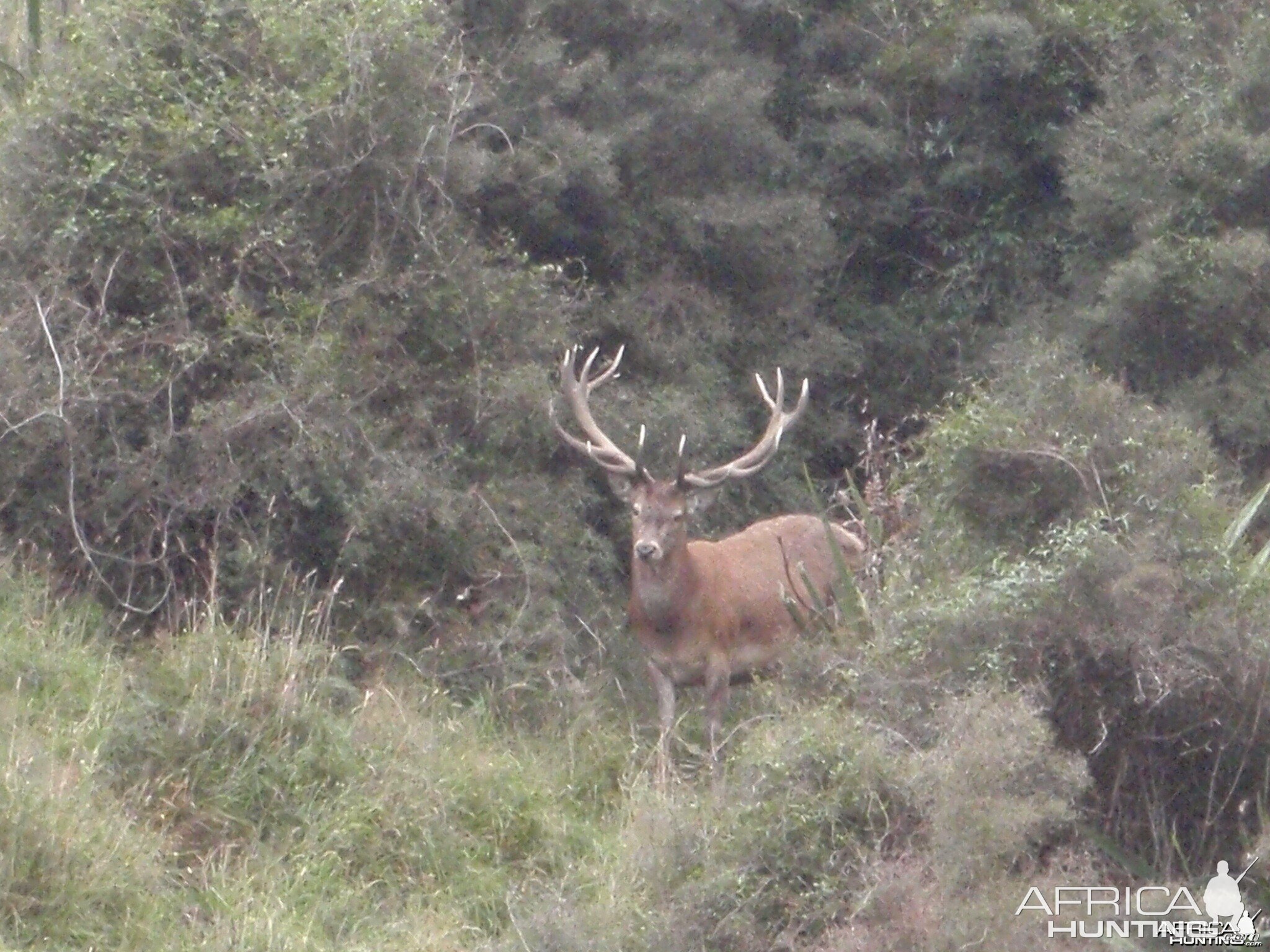 Free Range Hunting New Zealand