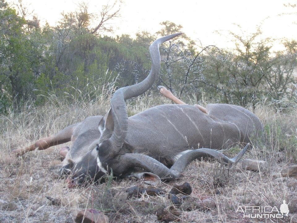 Free Range Kudu - Mankazana Valley