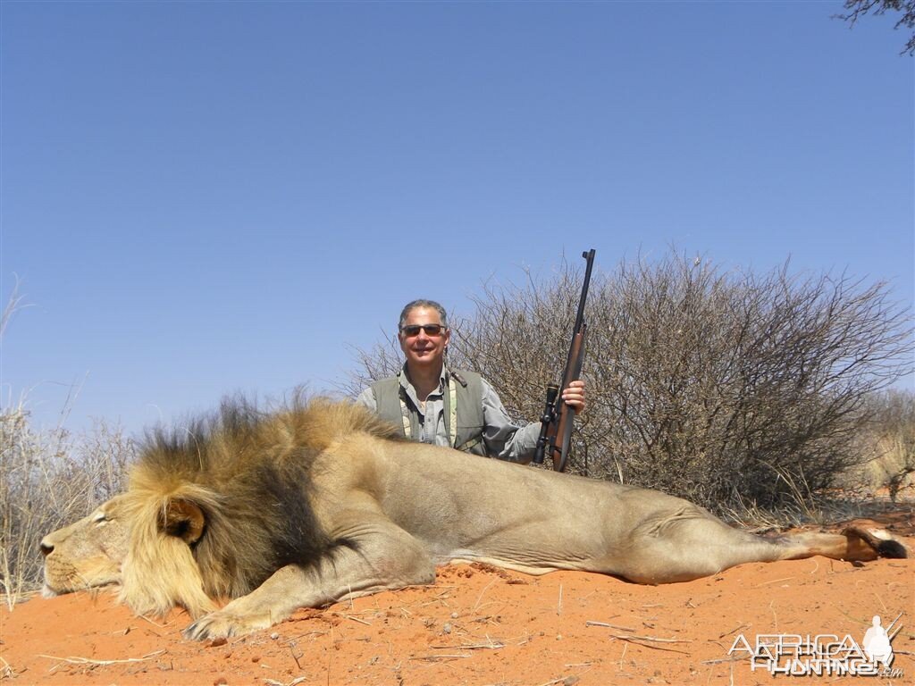 Free range Namibian Lion