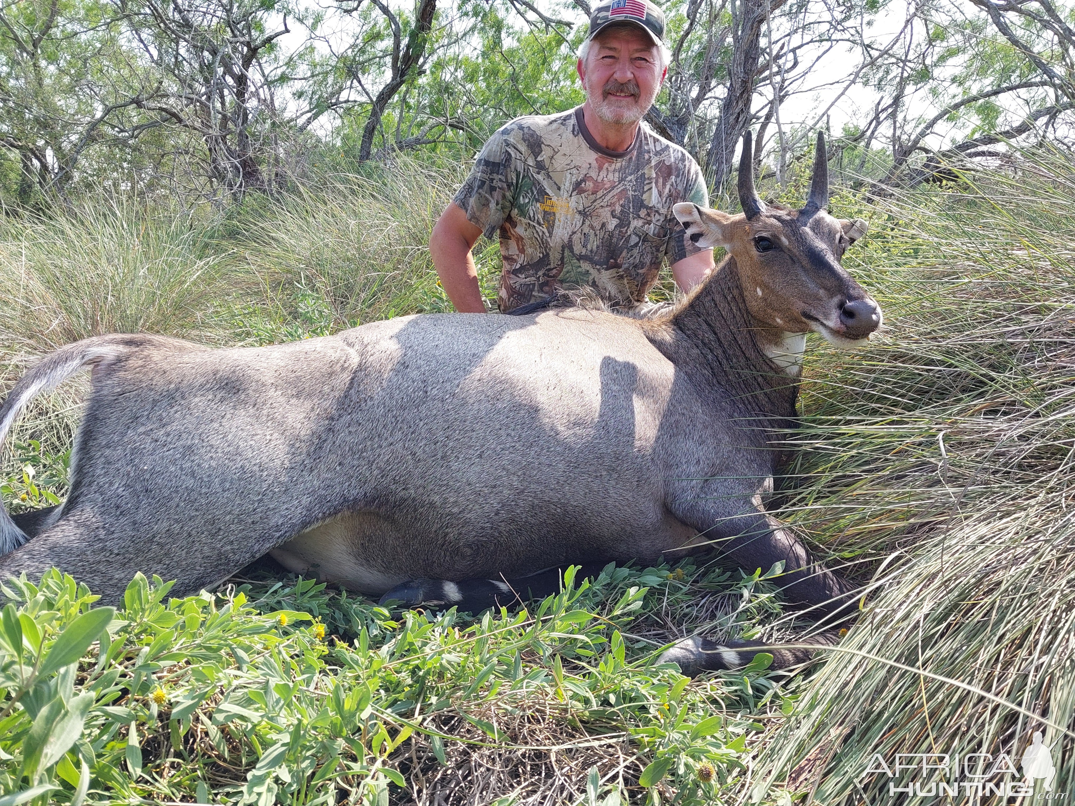 Free range Texas nilgai