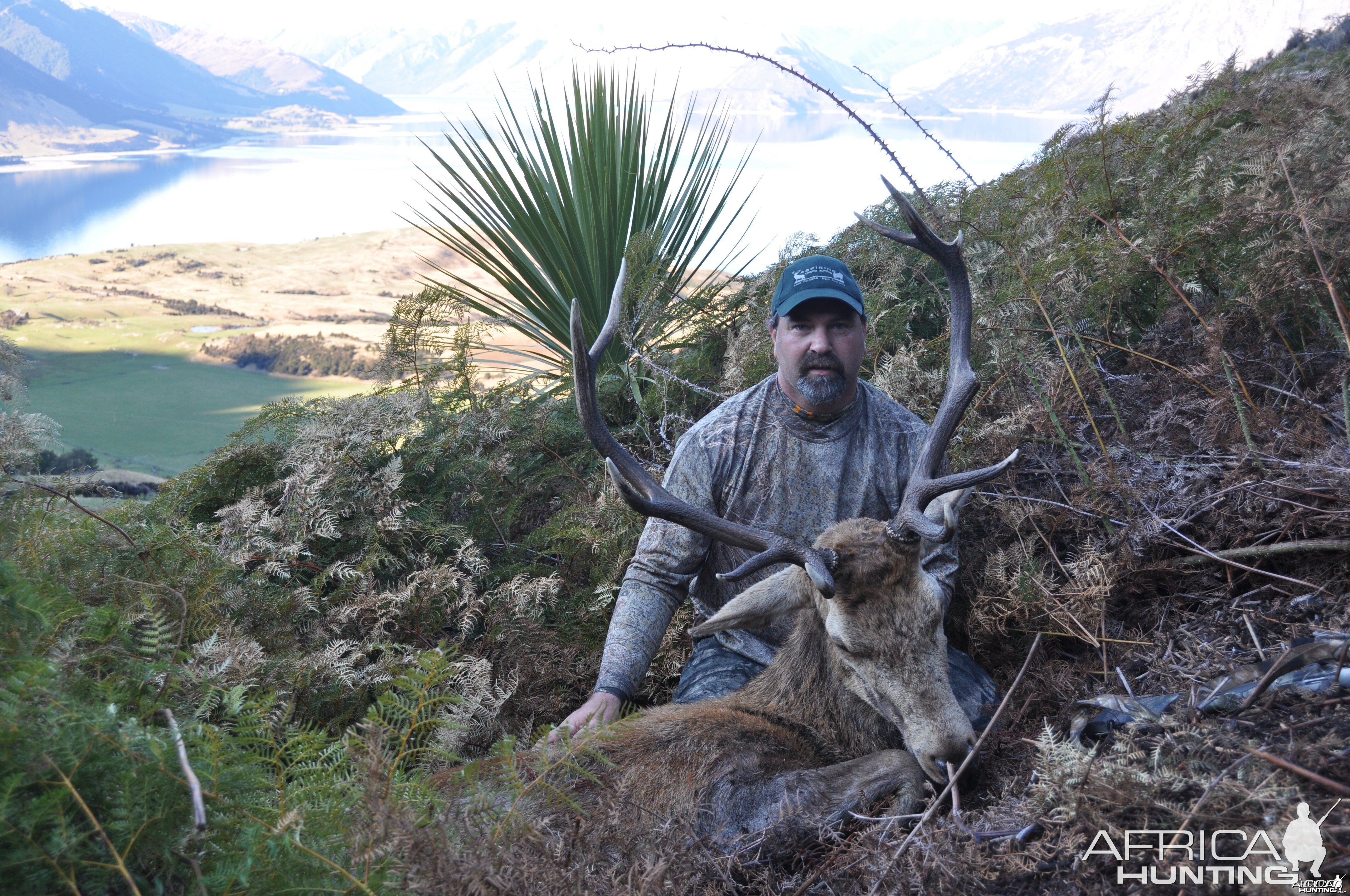 Free Range wild stag - New Zealand