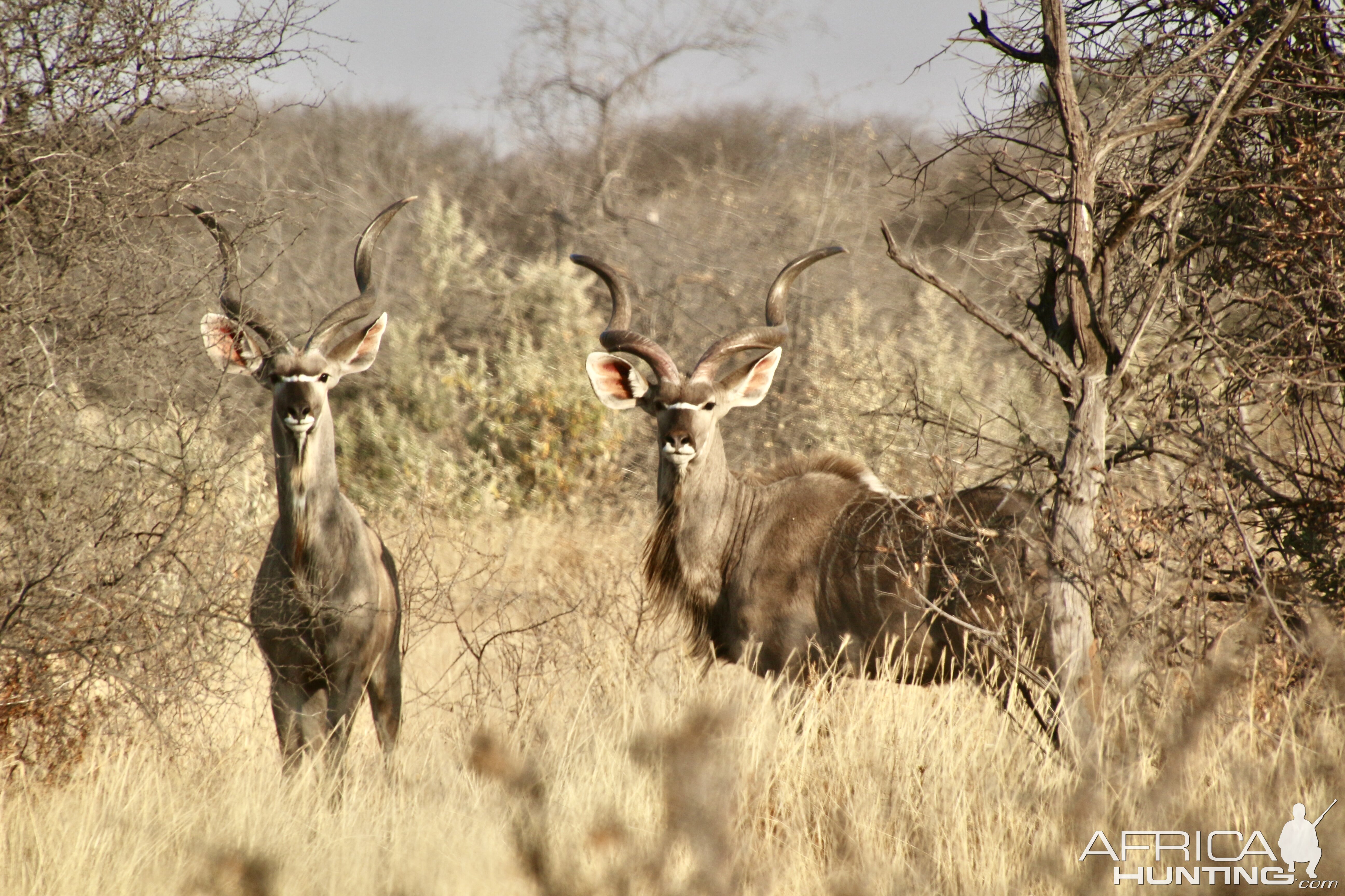 Free range young kudu bulls