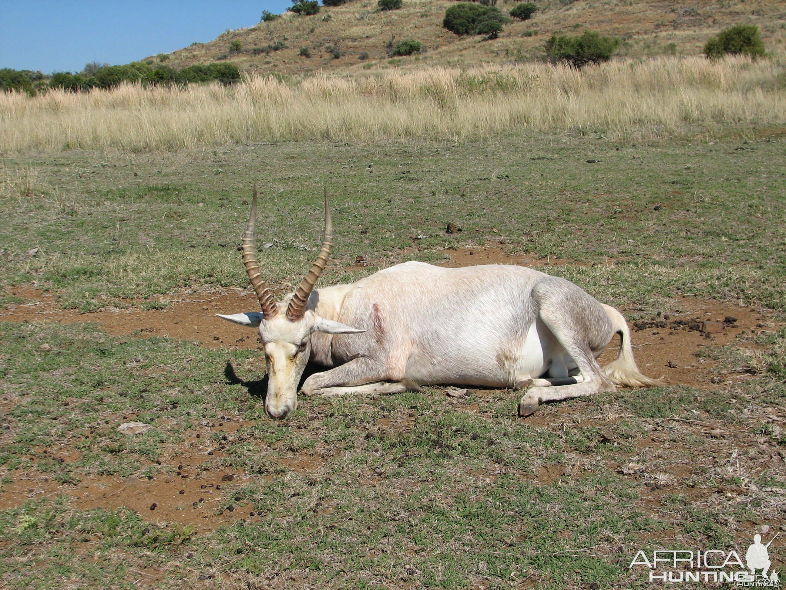 FreeState May 2013